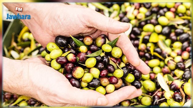 Gafsa: La récolte des olives estimée à 50 mille tonnes pour la saison 2022/2023