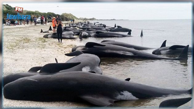 500 dauphins-pilotes meurent au large de la Nouvelle-Zélande