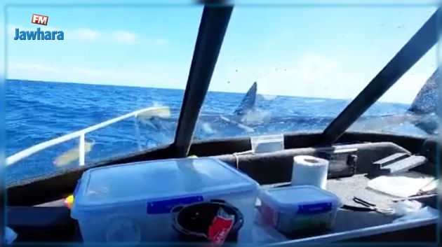 Nouvelle-Zélande : un requin mako de 2 mètres saute sur un bateau de pêche