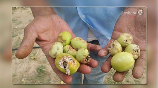 Monastir : Onze agriculteurs touchés par une perte de plus de 2 millions de dinars, suite aux intempéries