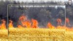 Jendouba : Un incendie dévaste 5 hectares de champ de blé