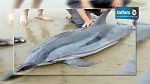 Hammamet : Un dauphin de 750kg et de 2 mètres de long échoue sur une plage