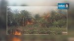 Tozeur : Deux incendies détruisent 200 arbres de la palmeraie de Dguech