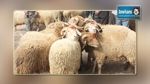 Les moutons espagnols en vente exclusivement à Tunis