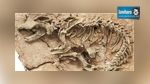 Tataouine : Découverte des ossements d’un dinosaure