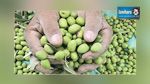 La récolte des olives triple cette saison