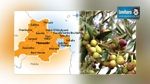 Monastir : La récolte d’olive 17 fois supérieure à celle de la saison précédente