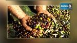 Kairouan : La récolte d’olive 3 fois supérieur à la saison précédente