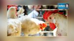 Grippe aviaire : Les éleveurs de volailles appelés à la vigilance