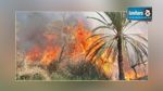 Gabès : Un incendie à l'oasis de Chenini détruit une centaine de palmiers 