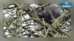 Sousse : Il insiste pour sauver un chat coincé dans un arbre
