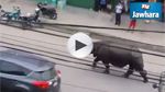Un rhinocéros sauvage sème la panique en pleine ville