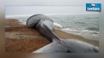 Une baleine géante sur la plage de Bizerte