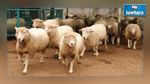 La société Ellouhoum lance un appel d'offre pour s’approvisionner en moutons