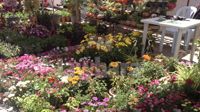 Fête du Printemps à Hammamet