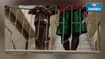 Libye : Des immigrants illégitimes enfermés dans des cages d’animaux
