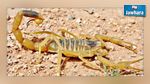 Kairouan : Une jeune femme meurt piquée par un scorpion