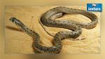 Sousse : Un serpent de plus d’un mètre de long trouvé dans une école primaire