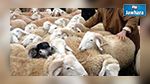 Kairouan : un gang vole des ovins et braque les fermiers au fusil de chasse