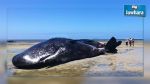 Ben Guerdane : Quatre baleines échouées remises à l'eau