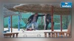 Arrestation d’un groupe suspect lié au kamikaze de Riadh Palms