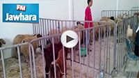 القيروان وزير التجارة يشرف على افتتاح سوق الاضاحي من المنتج الى المستهلك