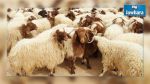 Ridha Lahouel : Les prix des moutons ont baissé par rapport à l’année précédente