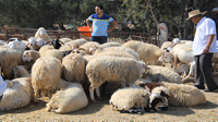 Reportage au marché du mouton du sacrifice à Sousse