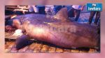 Un requin de plus de 2 tonnes pêché au port de Sousse