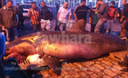 Un requin blanc de plus 2 tonnes pêché à Sousse