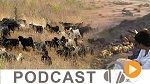 Journal Info 00:00 du dimanche 15 novembre 2015