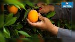 La récolte d'agrumes s’élève à 380 mille tonnes cette année