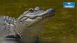 Etats-Unis : Il se jette dans un étang pour fuir la police, un alligator le tue