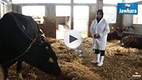 Intissar Bouzid: L'expérience exceptionnelle d'une femme agricultrice