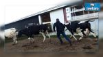 Nabeul : Arrestation de deux voleurs de bétail