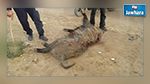 Sfax : Un boucher pris en flagrant délit d'égorger un porc destiné à la vente