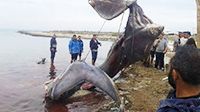 Un poisson cannibale échoue sur une plage de Djerba