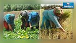 Agriculture : 500 mille ouvrières concernées par un nouvel accord de partenariat