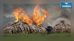 Le Kenya détruit 105 tonnes d'ivoire contre le braconnage des éléphants