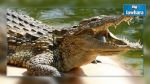 Etats-Unis : Un enfant attaqué par un alligator à Disney World