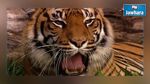 Espagne : Une employée de zoo tuée par un tigre