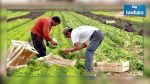 Intempéries à Monastir : Les indemnités versées à partir d'aujourd'hui aux agriculteurs