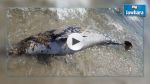 Sousse : Un dauphin mort échoue sur la plage de Sidi Abdelhamid