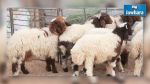 UTAP: Voici les prix de vente des moutons pour l'Aïd