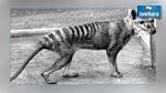 80 ans après sa disparition, le tigre de Tasmanie sera bientôt cloné