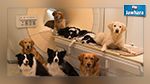 Les chiens comprennent les humains, une étude le prouve 
