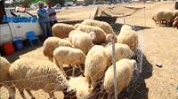 Sousse: Prix des moutons de l'Aïd