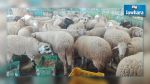 Nabeul: Voici les prix des moutons
