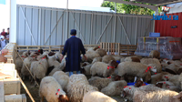 Sousse : Leoni offre des moutons à certains de ses employés