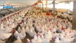 L'Arabie Saoudite interdit l'importation des volailles de la Tunisie: Le ministère de l'agriculture réplique